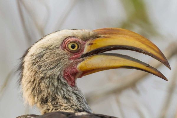 South Africa Yellow-billed hornbill bird